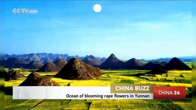 Ocean of blooming rape flowers in Yunnan смотреть онлайн