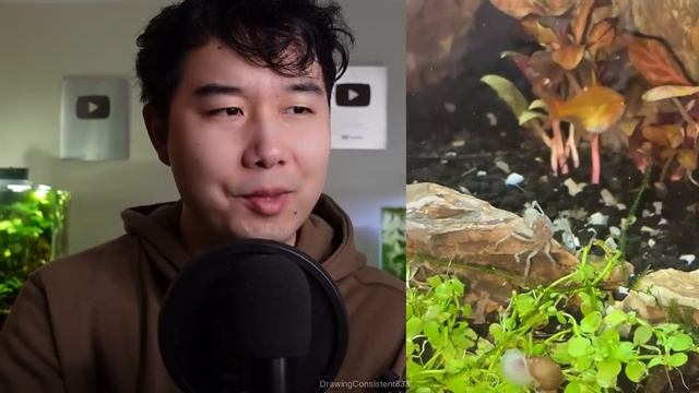 fish tanks have gone too far | Fish Tank Review 244 смотреть онлайн