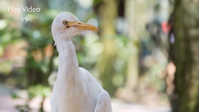 Forest Birds | Ringtones For Android | Animal Ringtones 13