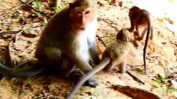 NO MORE MILK...Mom monkey bites her baby to stop milk