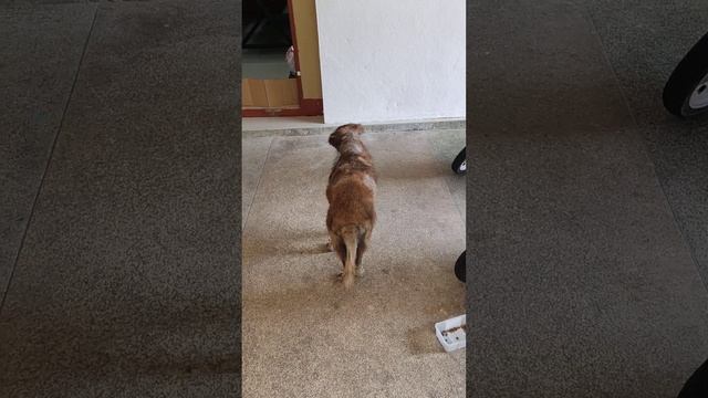 Собаки на змеиной ферме Пхукет. Бесплатная обзорная экскурсия. Таиланд за 50 тысяч @tutsi-dieti смотреть онлайн