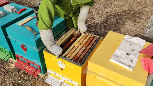 Сколько расплода в ульях весной? | 1 апреля 2024 года? смотреть онлайн