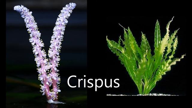 Aquatic Plants Aponogetons - Medicinal Benefits смотреть онлайн