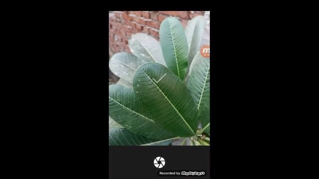 How to Make Android camera like DSLR Camera using Google Camera app смотреть онлайн
