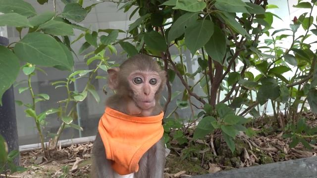 baby monkey смотреть онлайн