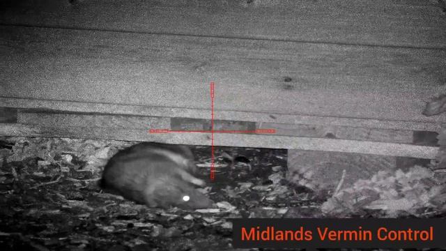 30+ rats - Week 0 ratting action - pard nv008 lrf - night vision rat hunting смотреть онлайн