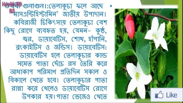 তেলাকুচার গুনাগুন ও জন্ডিস সহ ৮টি জটিল রোগের সমাধান। смотреть онлайн