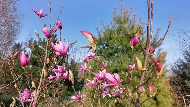 1 апреля 2024 ✅ ГОТОВКА 🍰 ПРОГУЛКА ПО ОГОРОДАМ 🌸ХУТОРЯНКА ВЛОГ ✅ смотреть онлайн