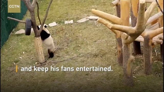 Chronicles of a very active panda in NE China смотреть онлайн