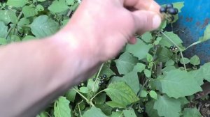 Паслен чёрный! Съедобный сорняк 🌾 🌱