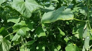 Огурец Мамлюк F1, Краснодарский край, осень 2023.