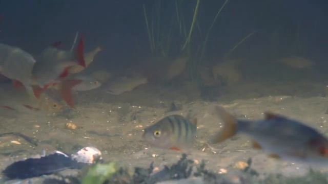 РЕЛАКС ПОД ВОДОЙ. Всего пять минут подводной жизни.
