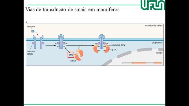 JANUS Kinase _ JAK смотреть онлайн