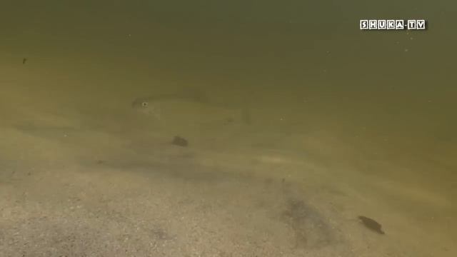 Подводная охота на Кольском. Часть 6 Толва