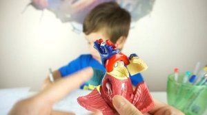 Анатомия Сердца для Детей 10 Интересных Фактов о Сердце Строение и Функция Сердца Mark and Leo