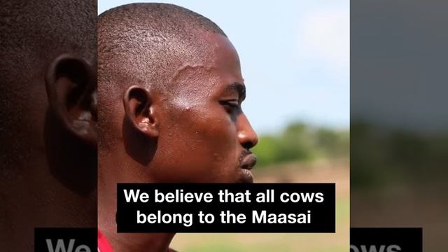 Deadliest Tribe In The World - Massai Tribe, They hunt lions and drink cows blood. смотреть онлайн
