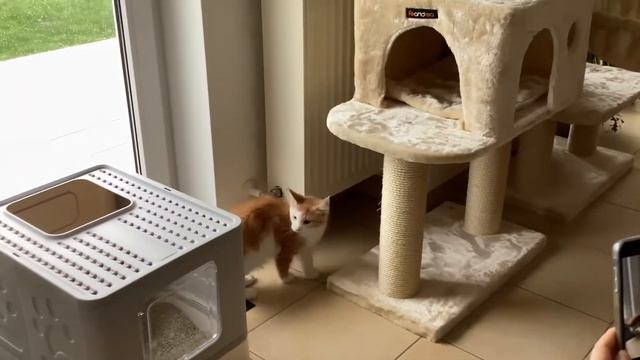 Visited my grandparents cat (so cute) смотреть онлайн