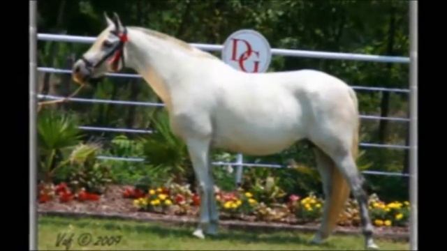 Available for Purchase: BAY Santeno kdw daughter! Bailadora DG смотреть онлайн