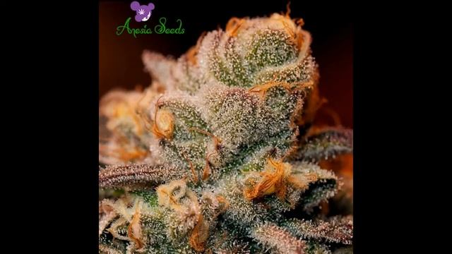 Blackberry Moonrocks