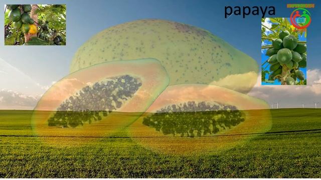 FRUITS IN FRENCH || LES FRUITS