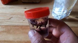 Народное средство от комаров, мошек и других насекомых!