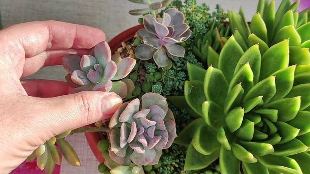 Садик из суккулентов потерял декоративность. Требуется пересадка. смотреть онлайн