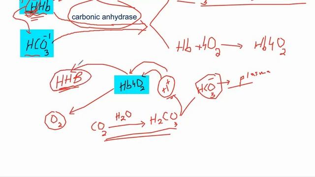Transport of Oxygen in Blood Class 12 Biology Chapter 14 Respiration, transport of gases смотреть онлайн