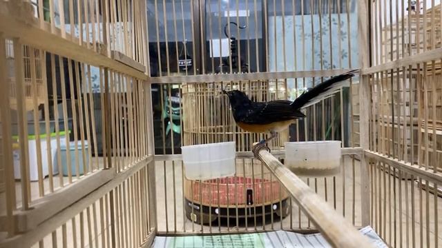 agus murai malang sedang live sekarang! gas lelang 0 rupiah смотреть онлайн