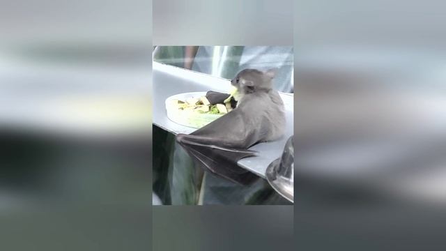 В зоопарке Абакана появились новые обитатели