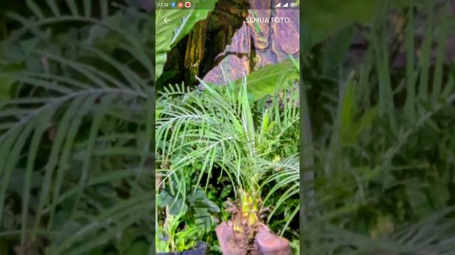 Gcam Oppo F7 Terbaru Android 10 Gcam FU24 | Suport Oppo F9, F11, F11 Pro, Reno 2f dan Oppo Reno 3 смотреть онлайн