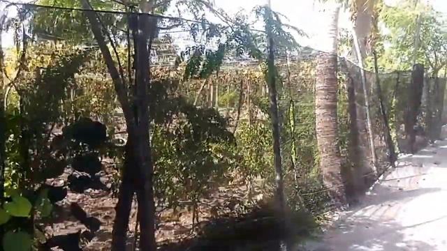 Мальдивы Остров Тодду дорога на бикини бич. Дорога на пляж от Гест хауса. смотреть онлайн