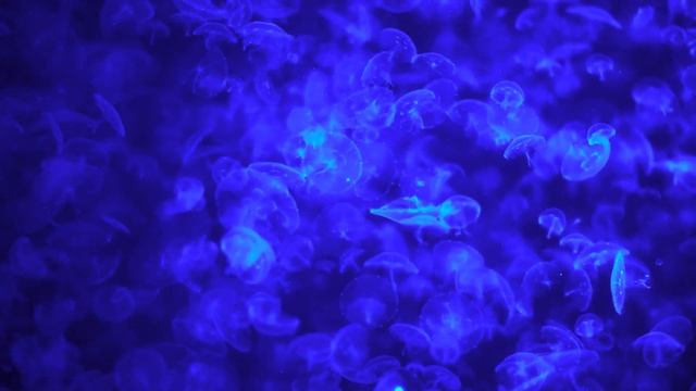Best Jellyfish Aquarium in 4K HDR no Music for Oled HDR TV's смотреть онлайн