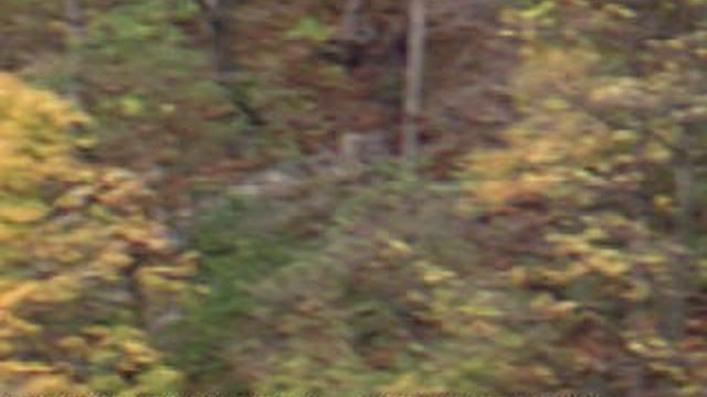 DSCF0001Северная Осетия Цейское ущелье октябрь 2020