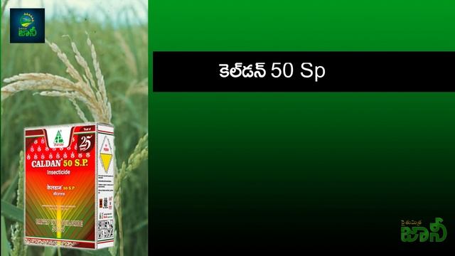 Paddy Cultivation | Varilo potta dasha | Paddy Pests and Diseases management | Agriculture смотреть онлайн