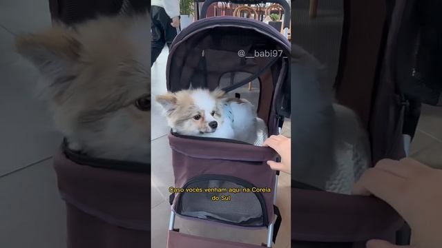 #coreiadosul #southkorea #travel #dog #viagem