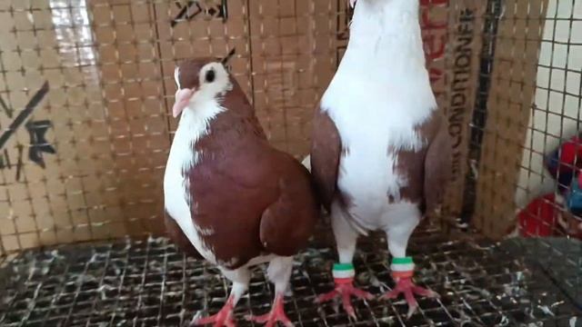 Lal siraji breeding pair for sale in Hyderabad mobile number 9700884725 смотреть онлайн