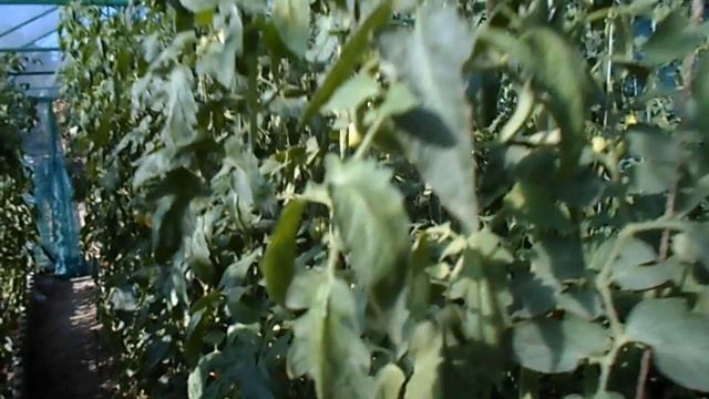 Помидоры в шалаше +43 им нипочём ! смотреть онлайн