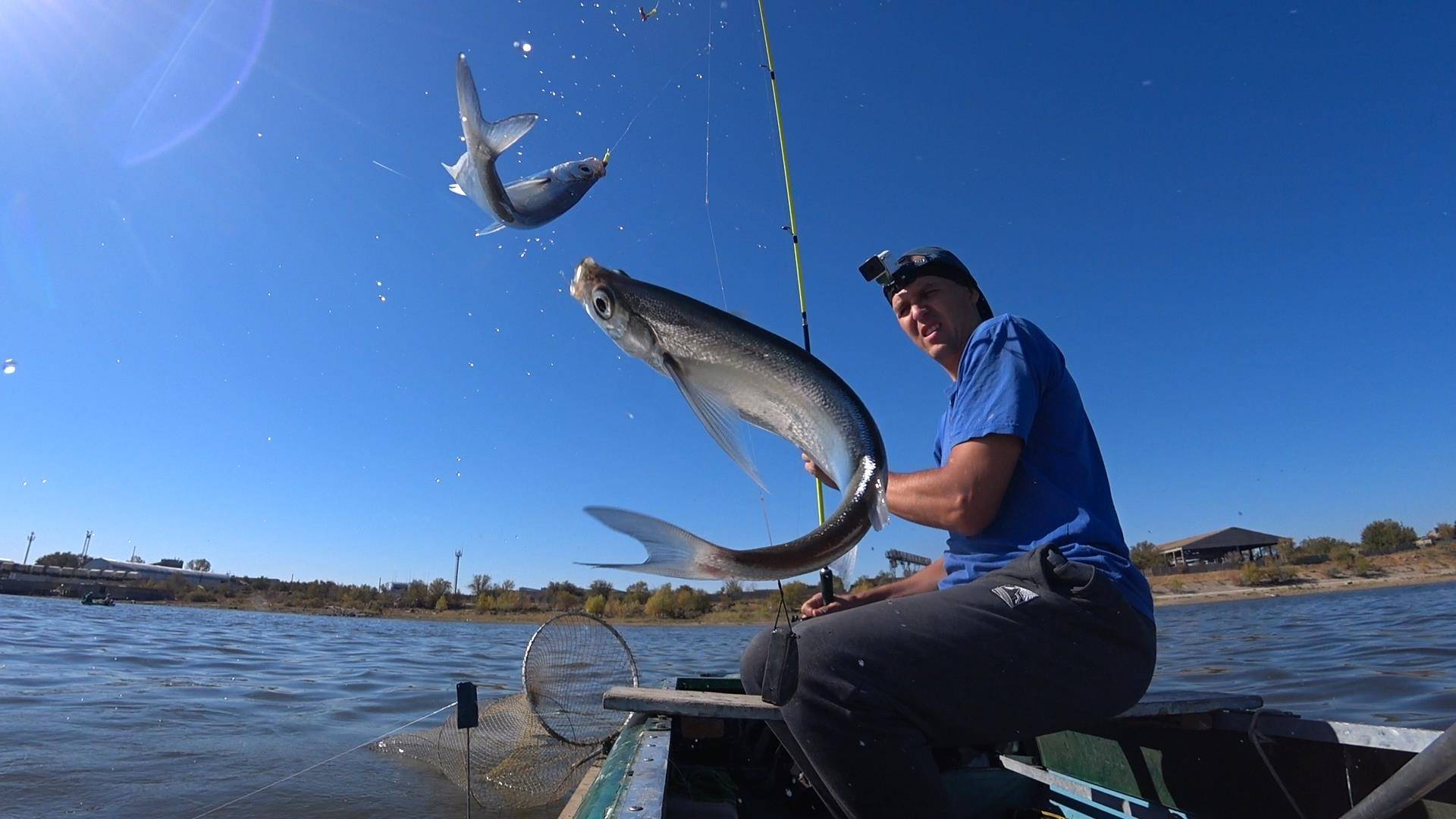 ЧЕХОНЬ ЖИРУЕТ НА ВОЛГЕ ОСЕНЬЮ. ЛЕСЕНКА ЛОВИТ ВСЁ. Осенняя рыбалка на закидушку в Астрахани смотреть онлайн