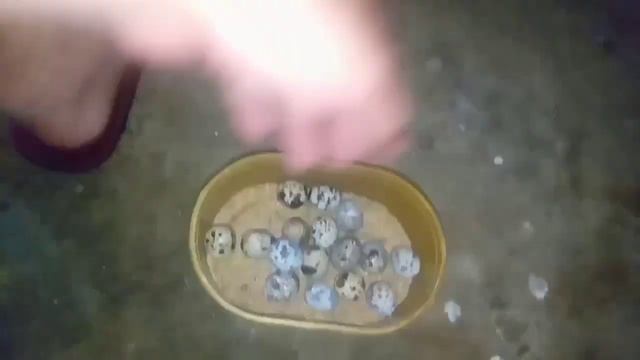 Daily Collection of Backyard Quail | Wonderful Motivation Video By Boy Tigasin Breeding смотреть онлайн