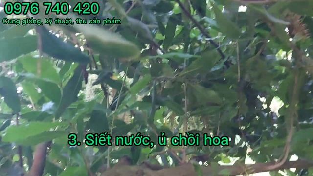 Xử lí ra bông mắc ca #xulirahoamacca смотреть онлайн