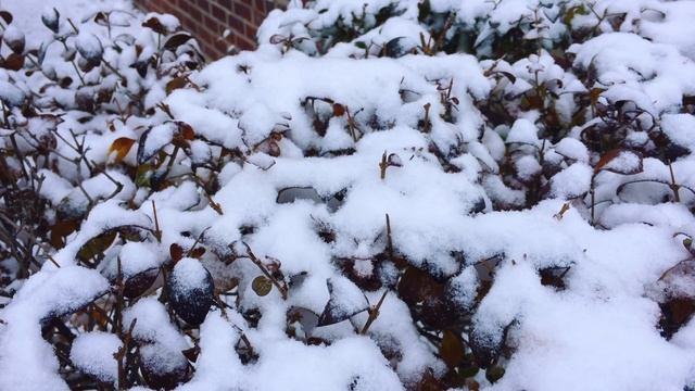 Morning Snow - Binaural Audio - Scenes Sound Binaural Microphone смотреть онлайн