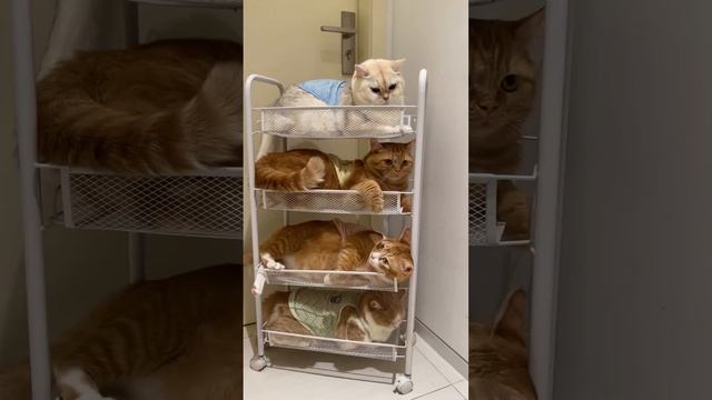 😡 Ты опять занял мое место? смотреть онлайн