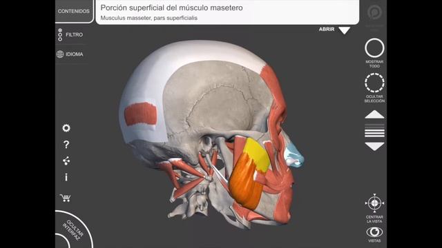 NEUROAPPS ANATOMY 3D ATLAS смотреть онлайн