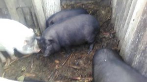 Свиньи гуляются. как определить и как погулять?