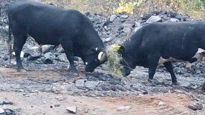 Бой быков (полная версия)