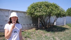 Бузина обрезка в форму зонт