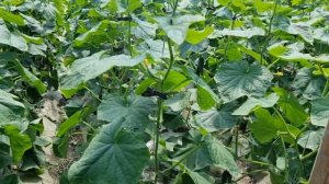 Сравнение огурцов Мадрилене F1 и Фрост F1. Подвязка огурца прищепкой.