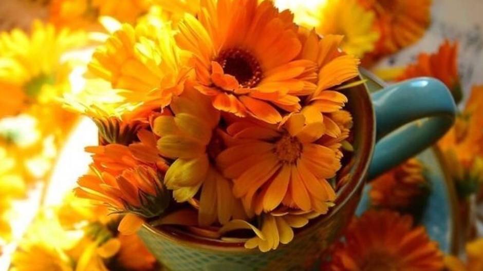 Желаю Доброго Дня и Хорошего Настроения - Красивое Пожелание Доброго Дня #настроение #хорошего смотреть онлайн