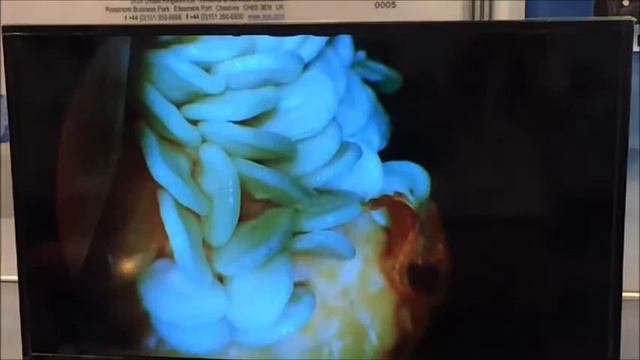 Argus 2 Megapixels HDMI Endoscope Camera смотреть онлайн