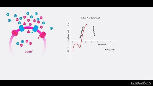 How to measure your heart ? | Apple series 4 Watch| Sciencotonic| смотреть онлайн